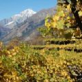 Viticoltori di montagna: il racconto del vino valdostano